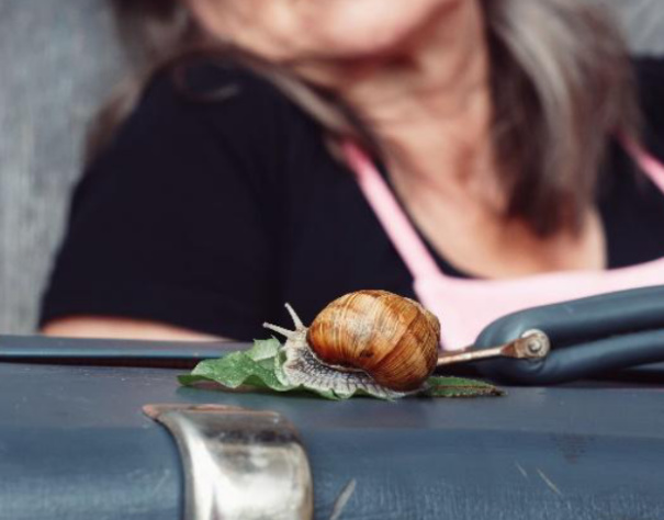 schnecke